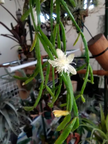 リブサリス　エワルディアナ　花