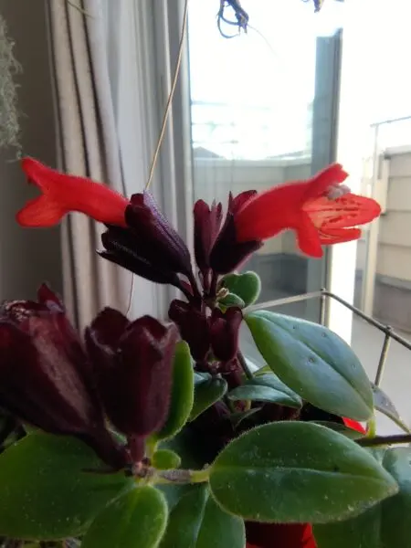エスキナンサス　モナリザ　花