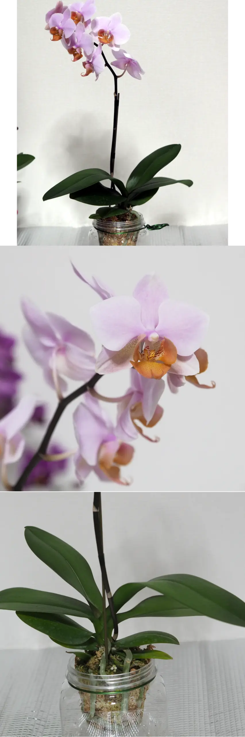 ラン コチョウラン 胡蝶蘭 蘭 花