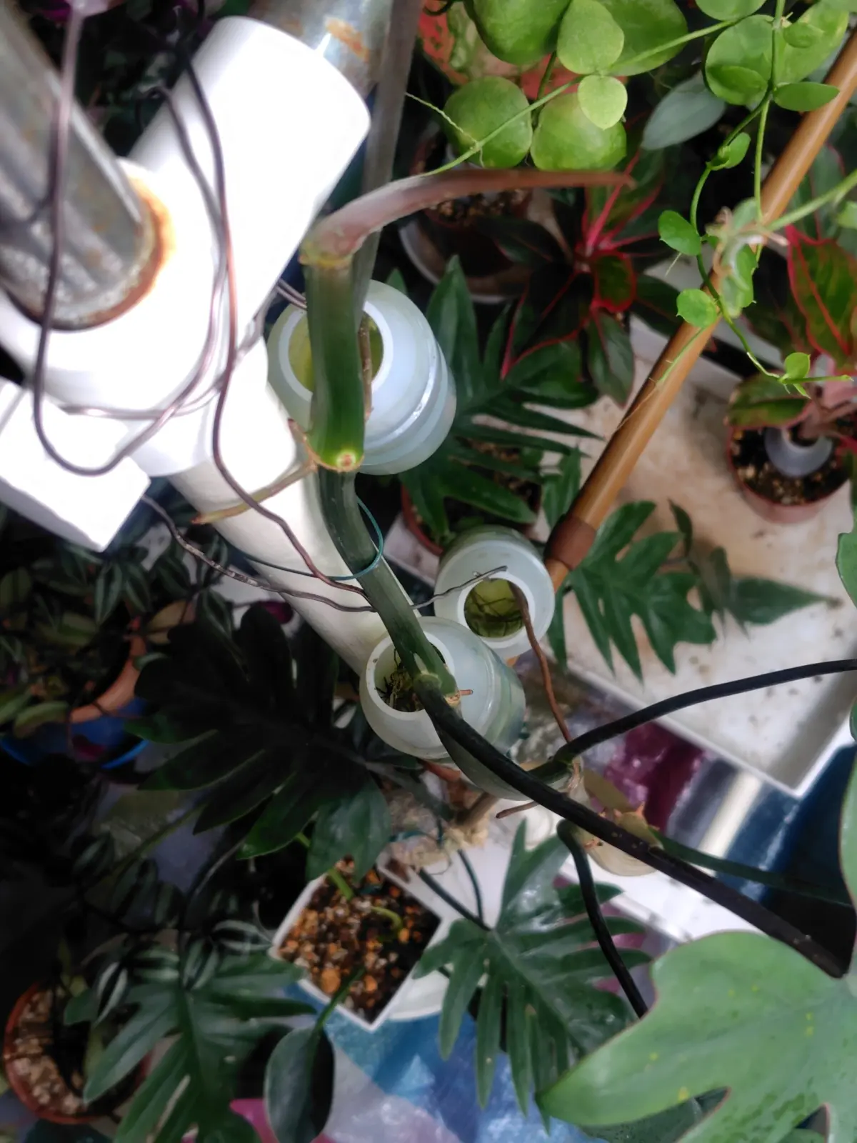 フィロデンドロン　マヨイ