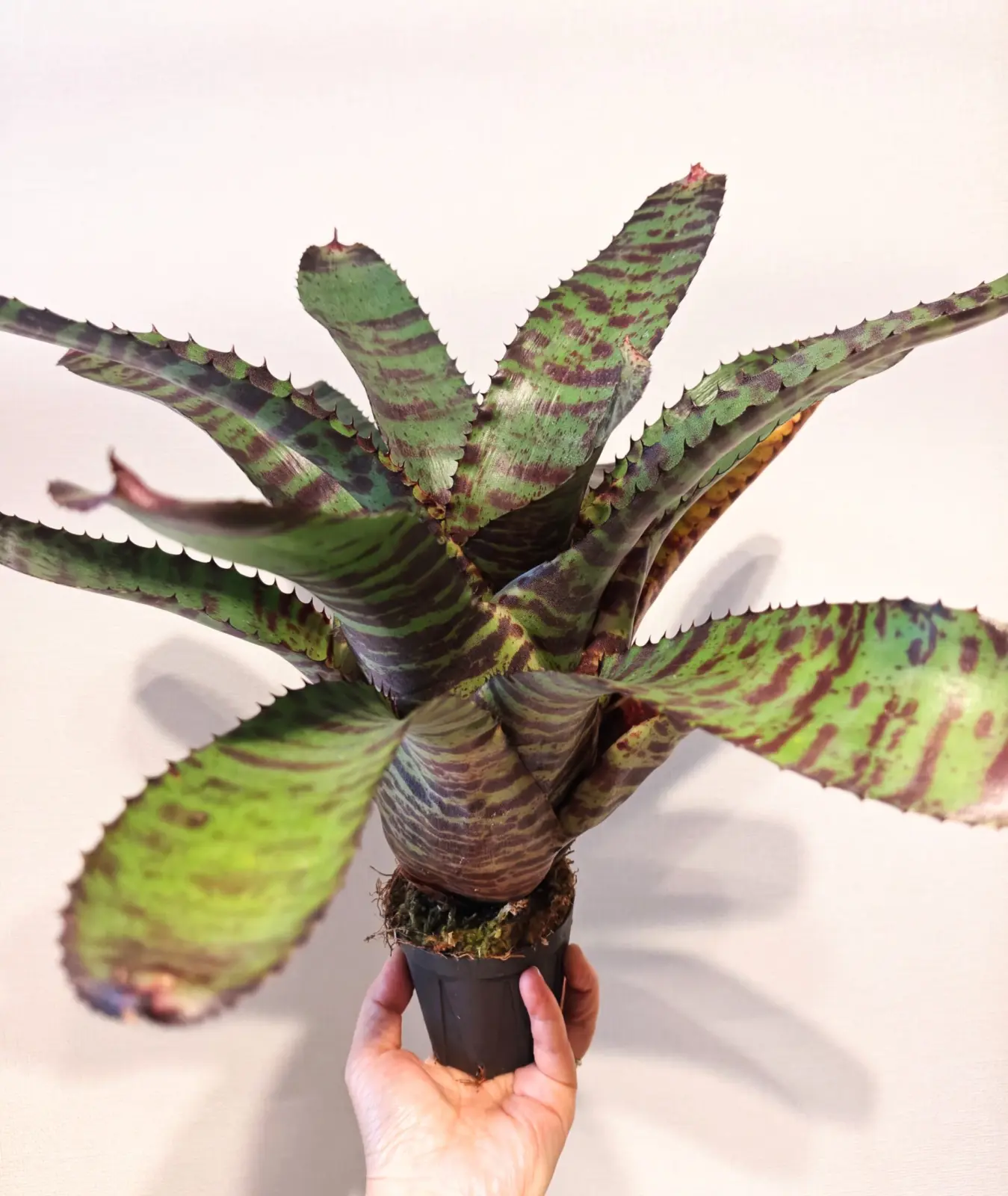 ネオレゲリア　ハンニバルレクター