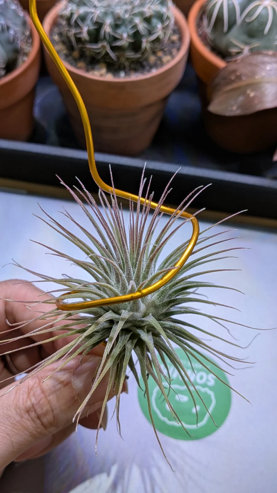 ティランジア 100均