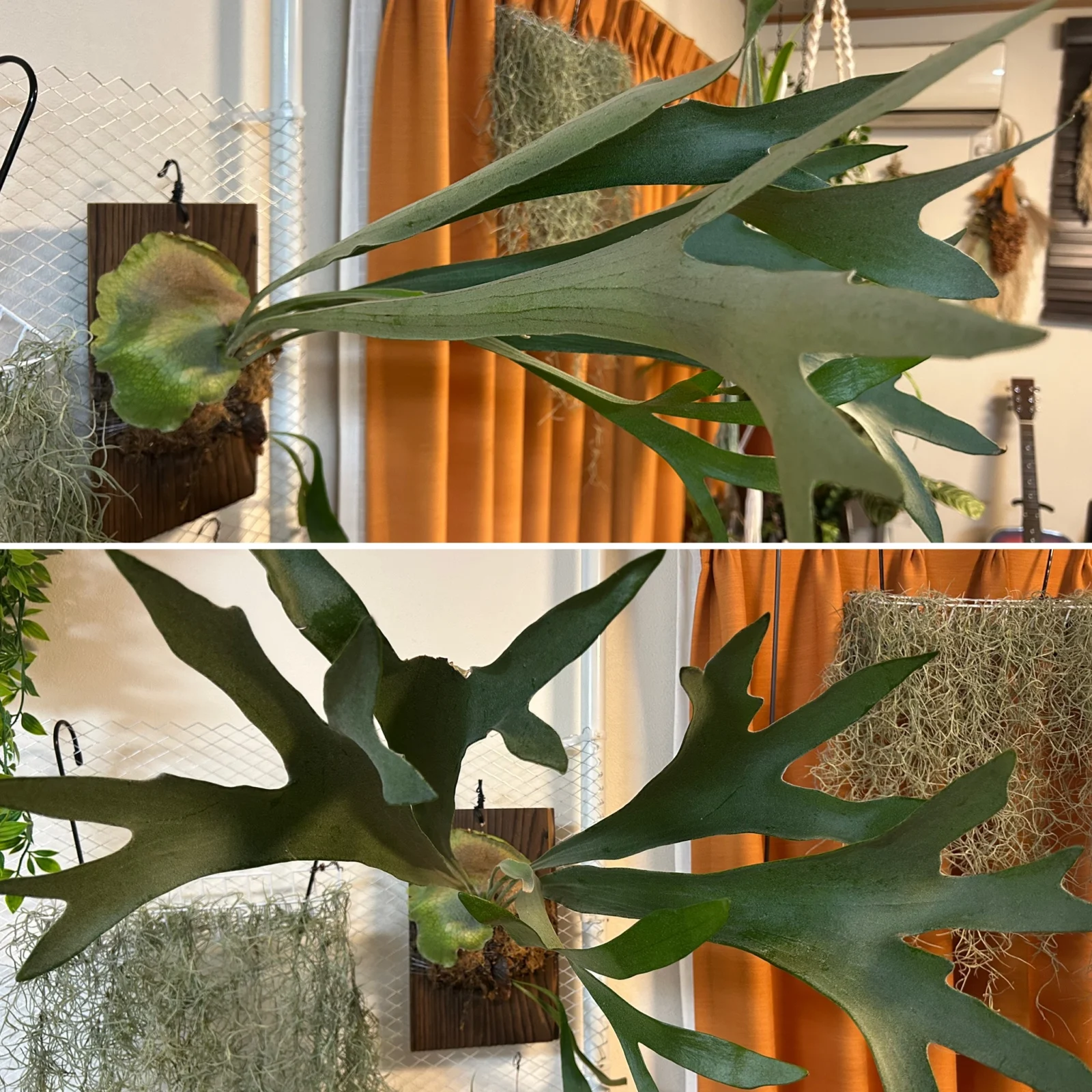 ビカクシダ/札落ち