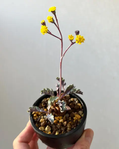 オトンナ アルミアナ 塊根植物