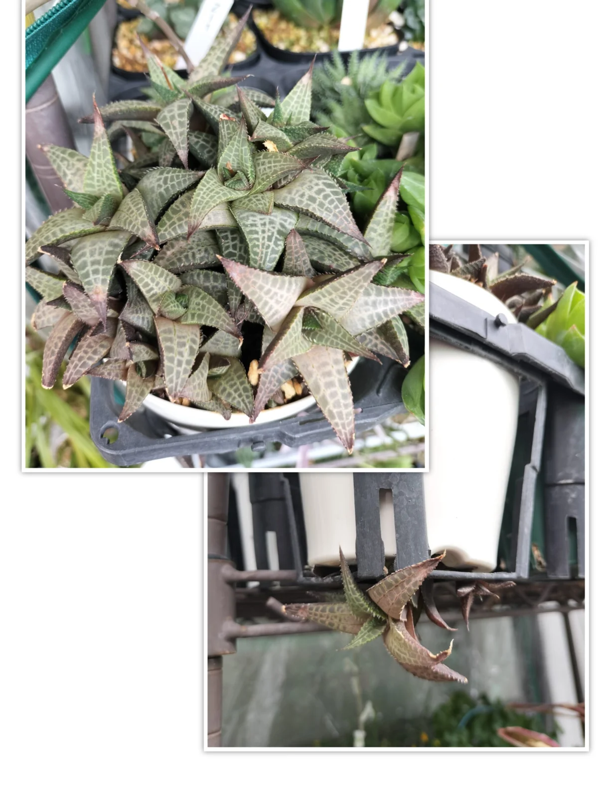 ハオルチア 竜鱗