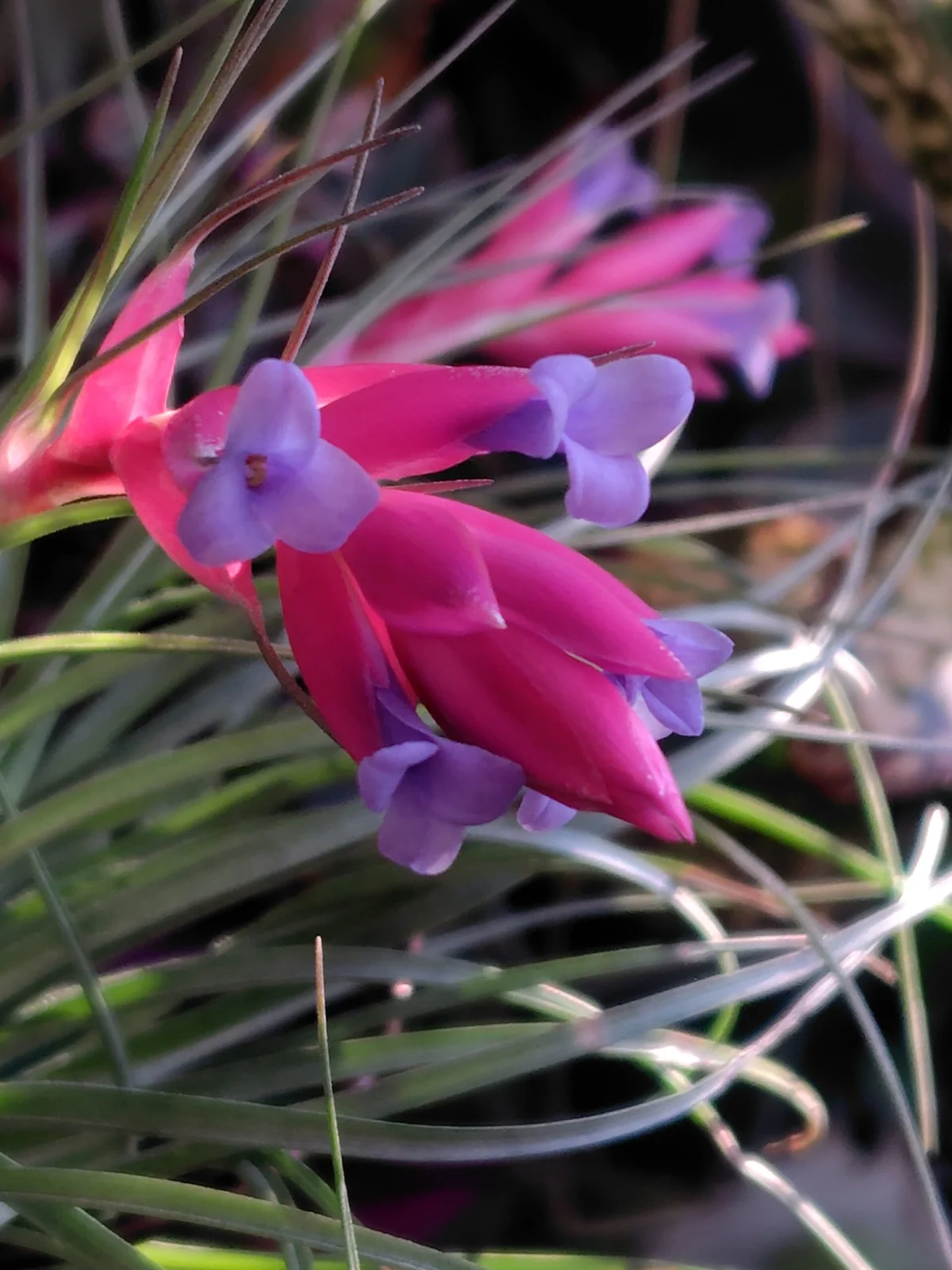 ティランジア　メテオーロロサ　花