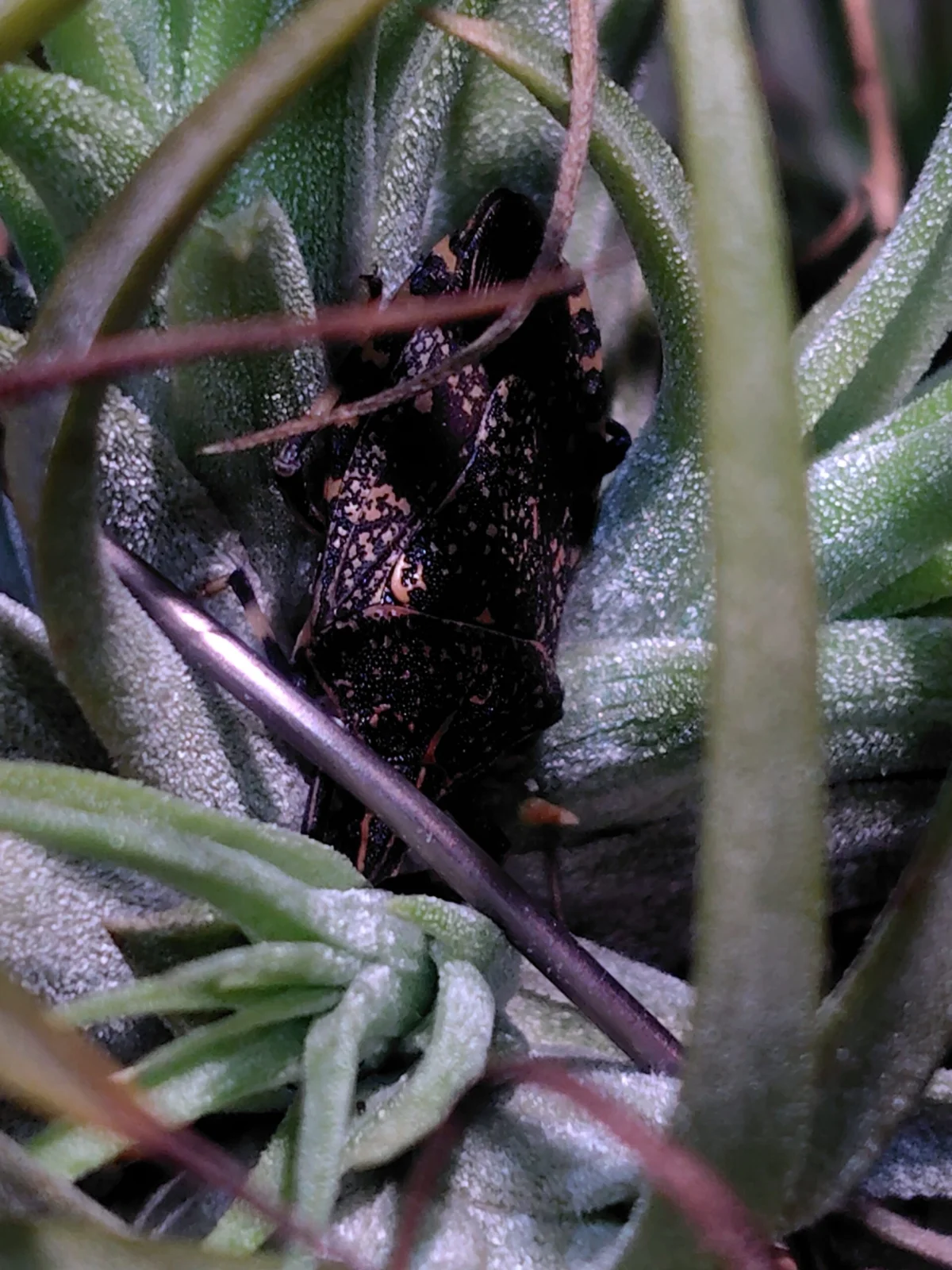 ティランジア　イオナンタ　害虫