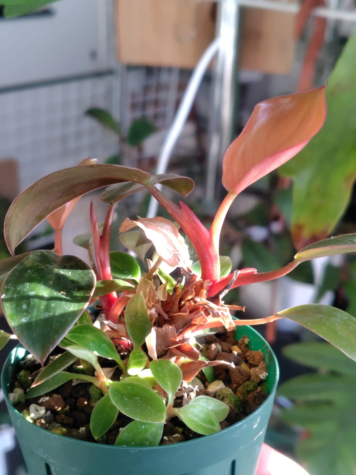 フィロデンドロン　バーキンコンバクト