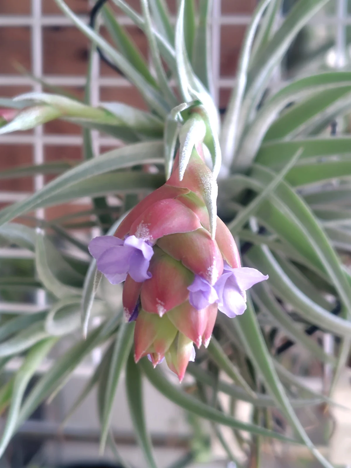 ティランジア　レクルビフォリア×ネグレクタ　花