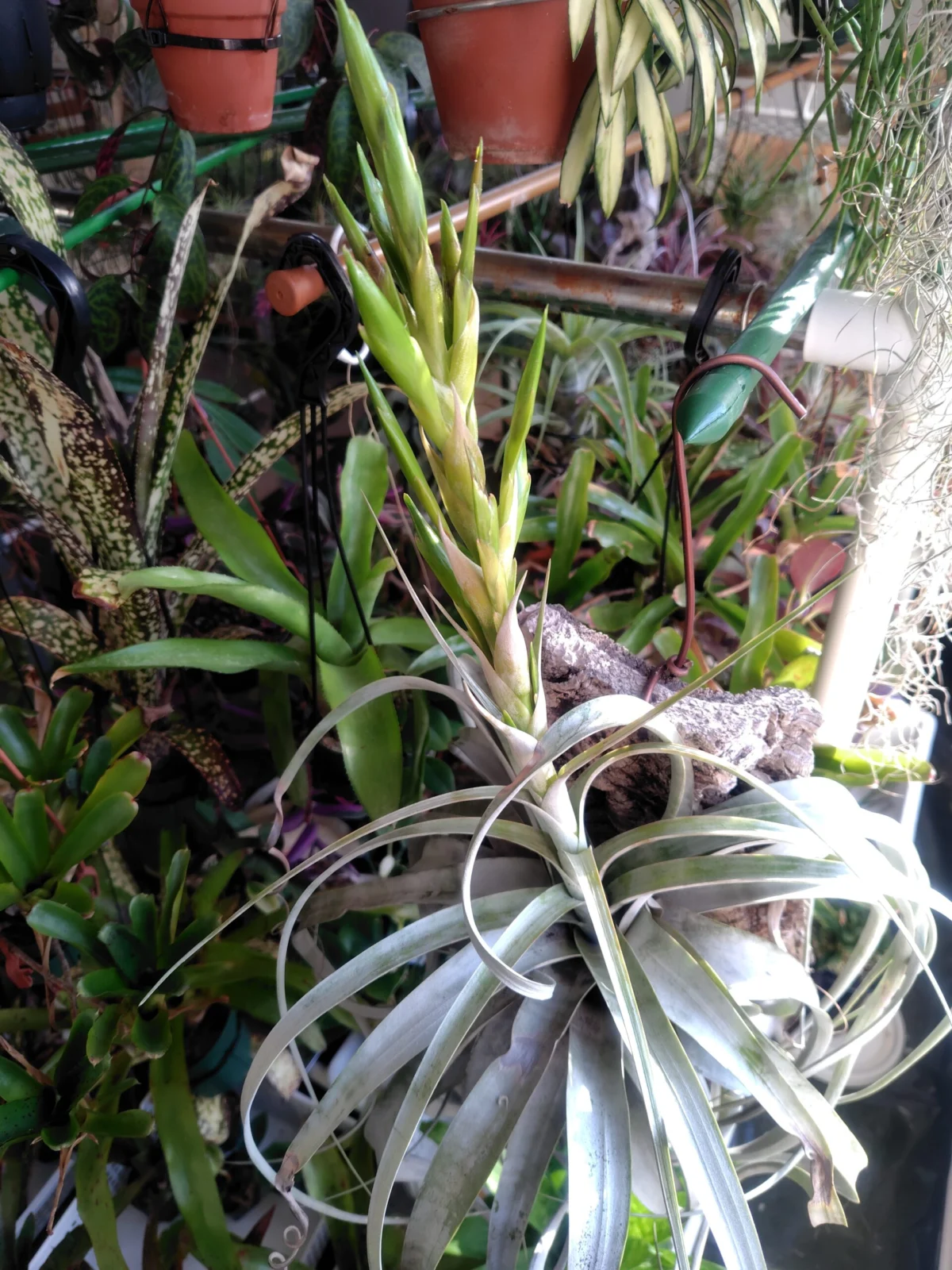 ティランジア　キセログラフィカ　花