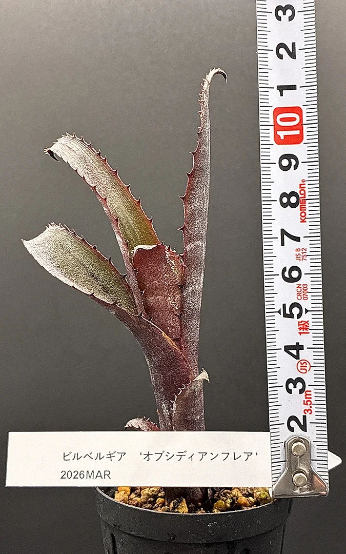 ビルベルギア　オブシディアンフレア