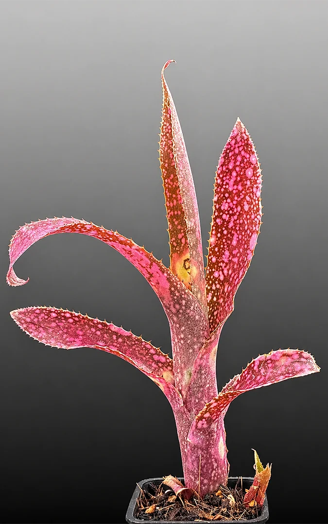 ビルベルギア　フラアウワナ