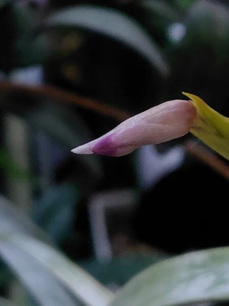 ティランジア　キセログラフィカ　花