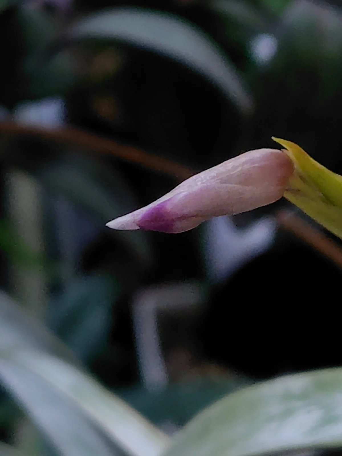 ティランジア キセログラフィカ 花