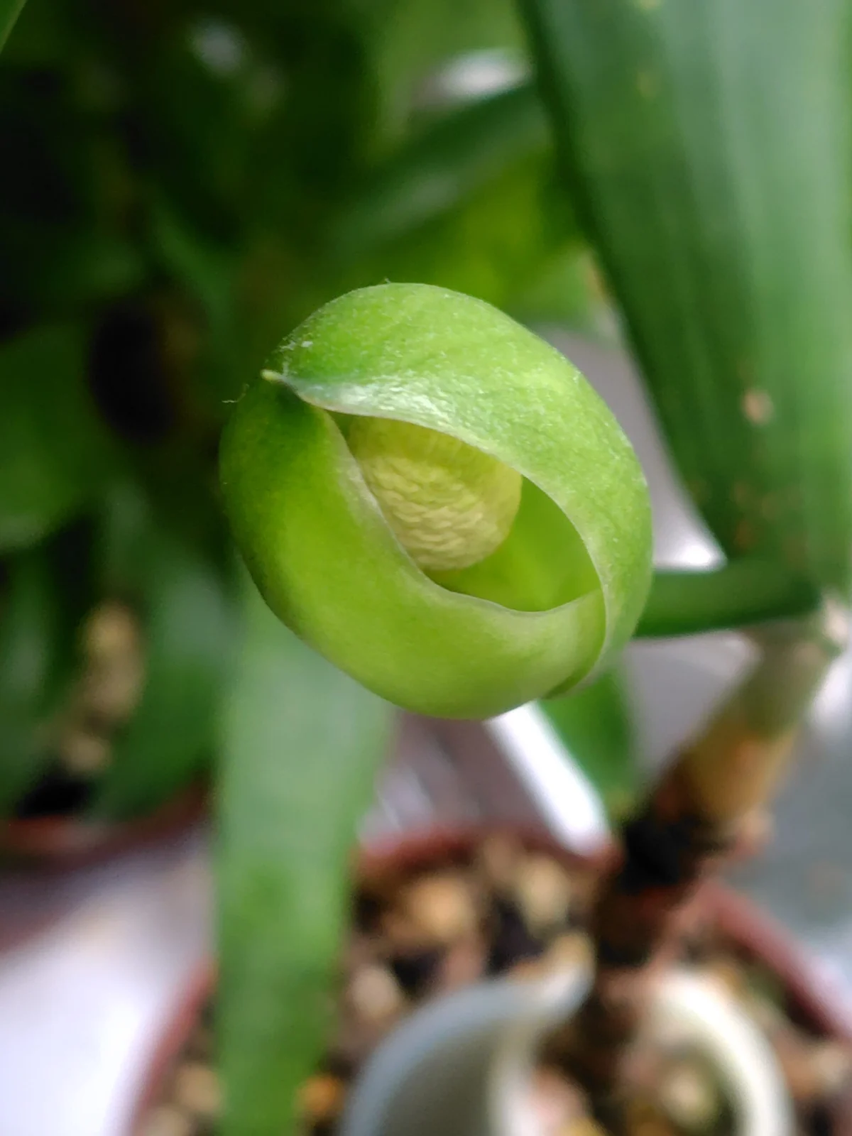 アグラオネマ　レッドゴールド　花
