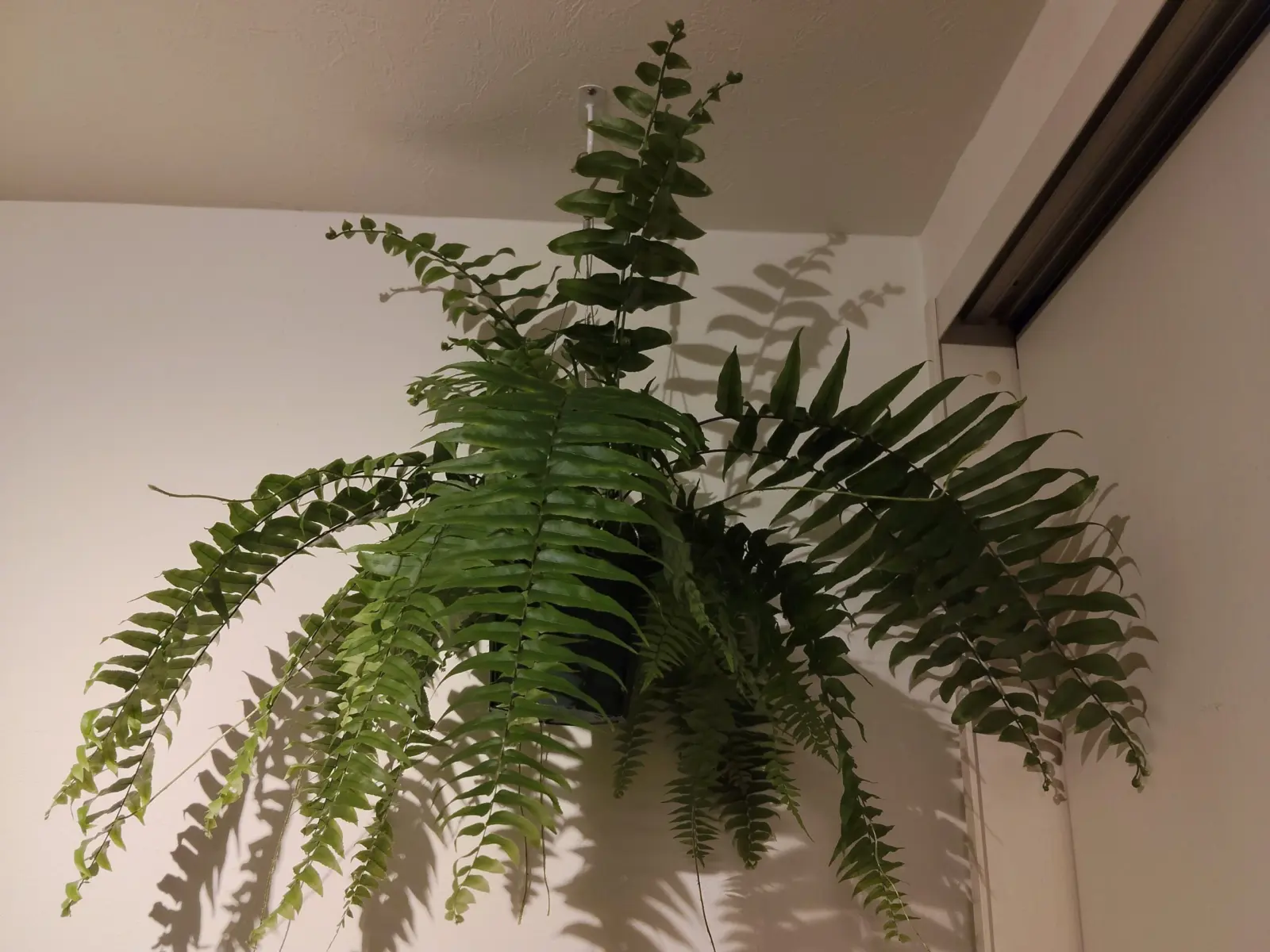 ネフロレピス マッチョ