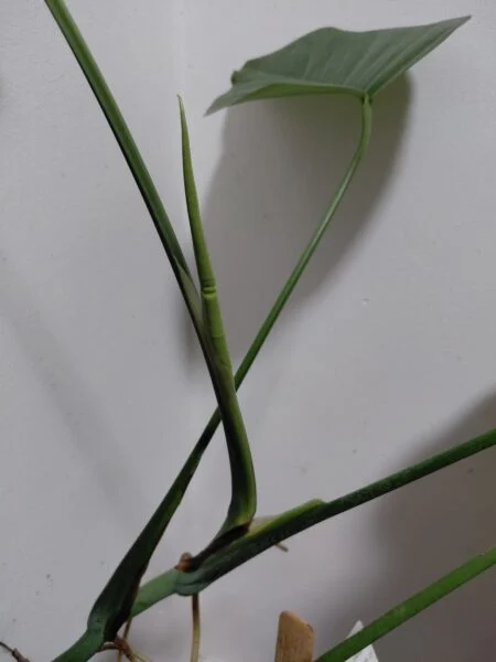 モンステラ　品種不明