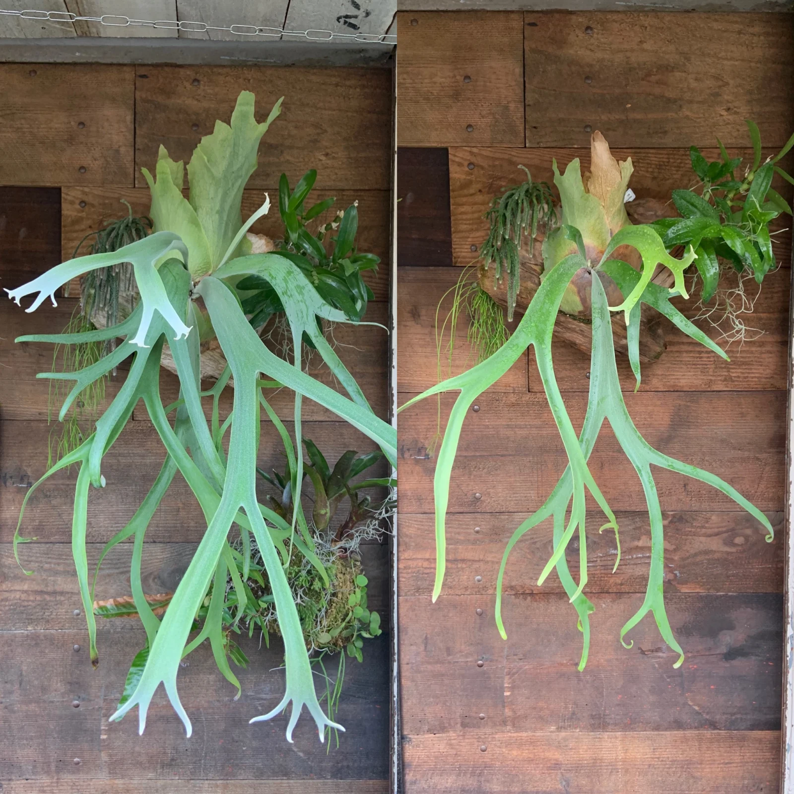 ビカクシダ　ウィリンキー　バリ ビカクシダ ウィリンキー バリ – Plants Navi