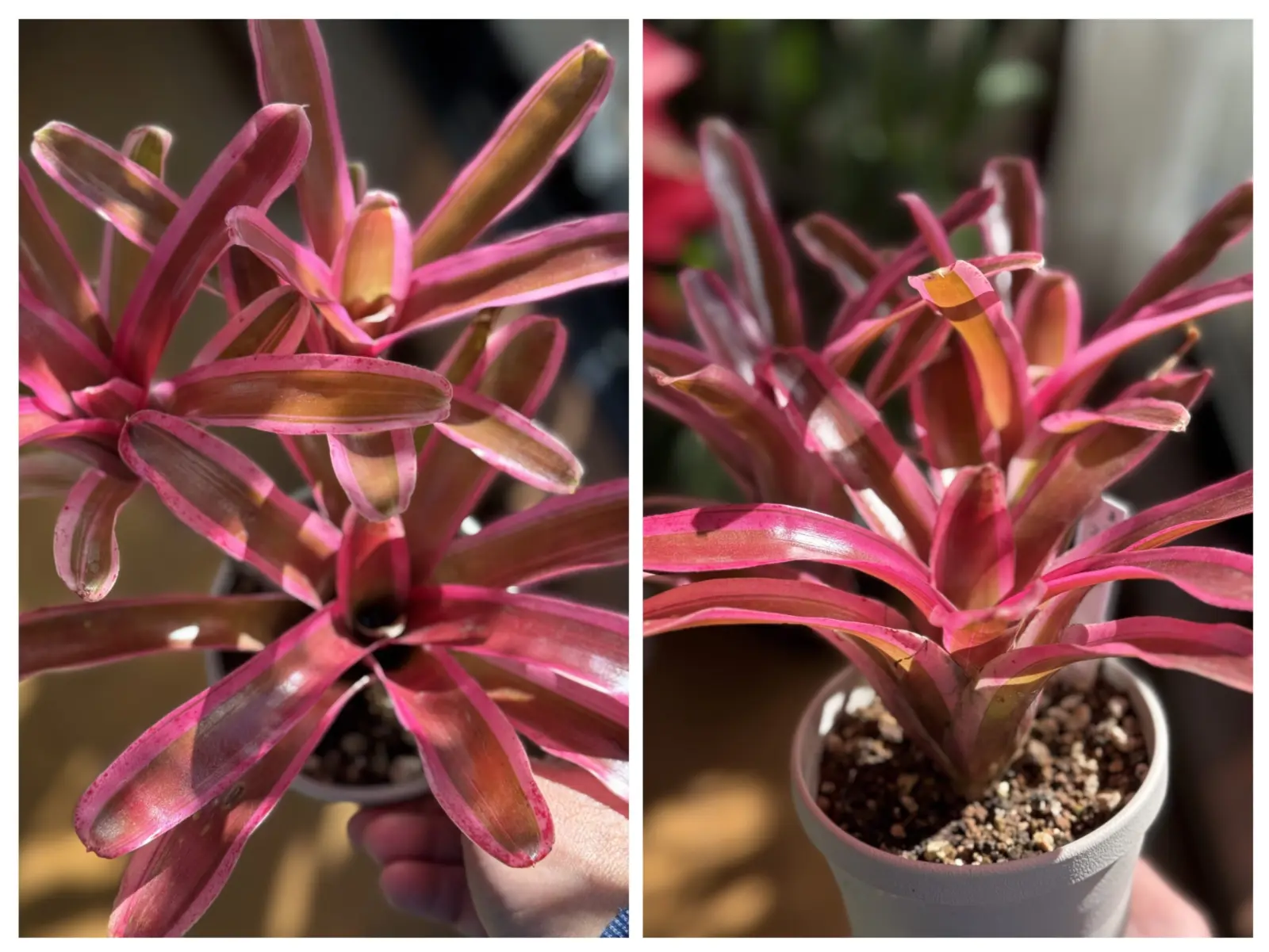 ネオレゲリア ファイヤーボール