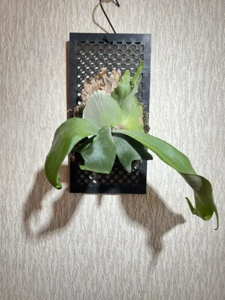 ビカクシダ　ウィリンキー