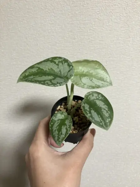 スキンダプサス　sp