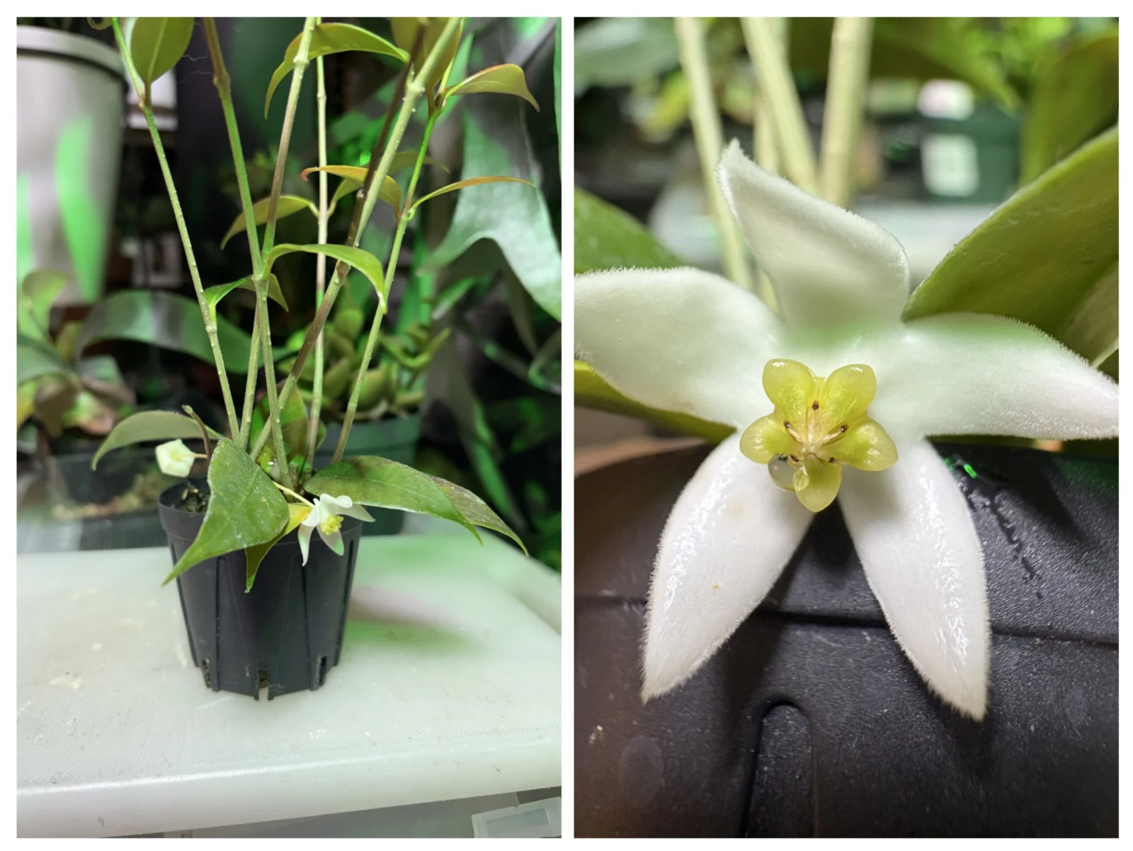 ホヤ　マピギュラ　花