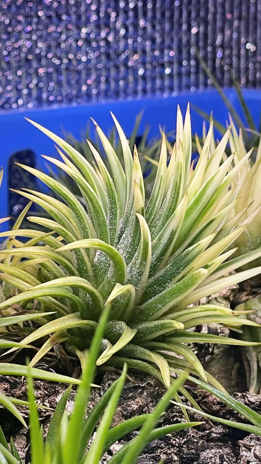 ティランジア　イオナンタ　アルボマルギナータ