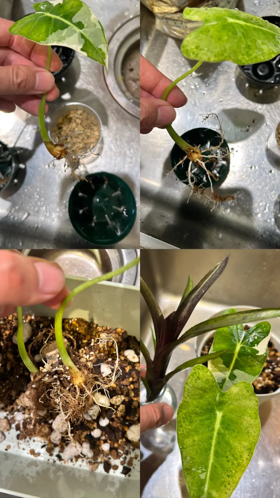 アロカシア　グリーンベルベット　斑入り