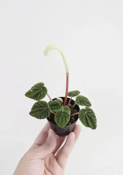 ペペロミア リリアン