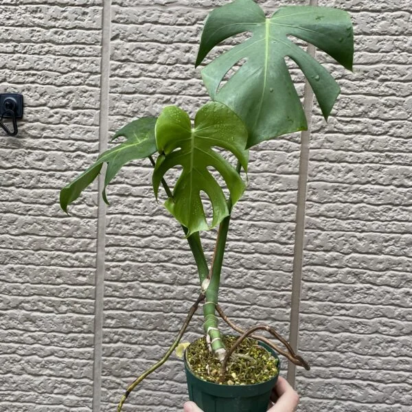 モンステラ　デリシオサ