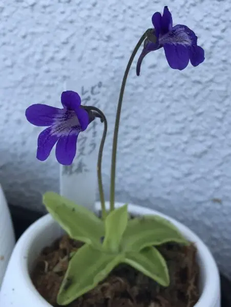 食虫植物　ピンギキュラ　ムシトリスミレ　花