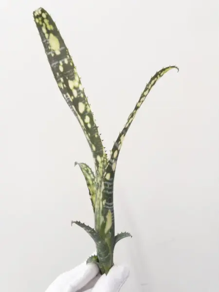 ビルベルギア ブラボー