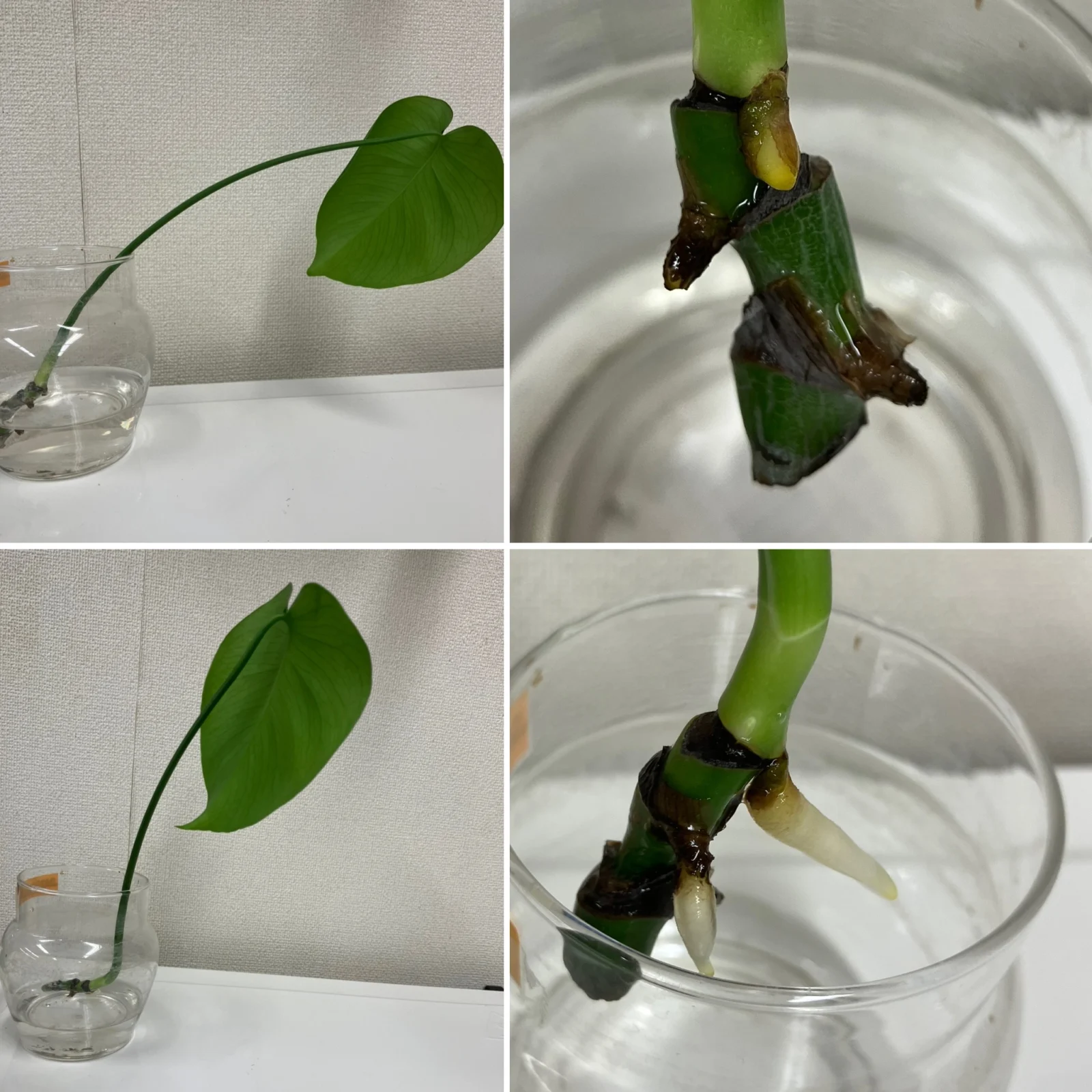 モンステラ 水挿し