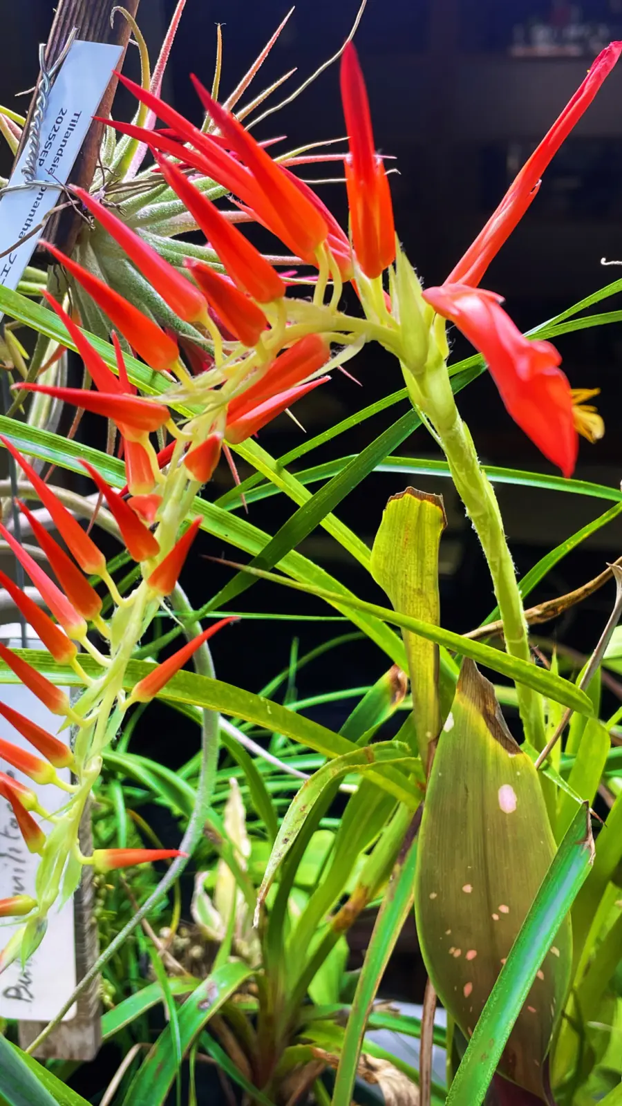 ピトカイルニア　バーギイ