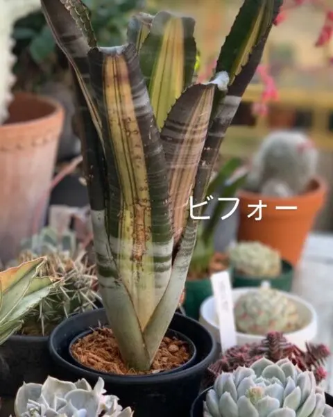 エクメア ロベルトメネスカル