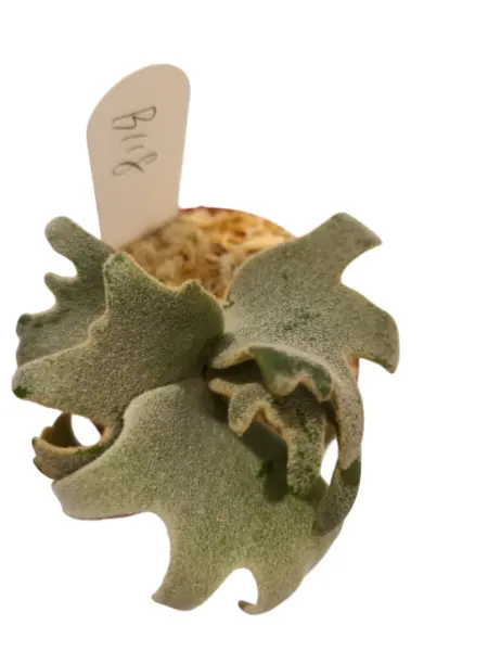 ビカクシダ バクテリア