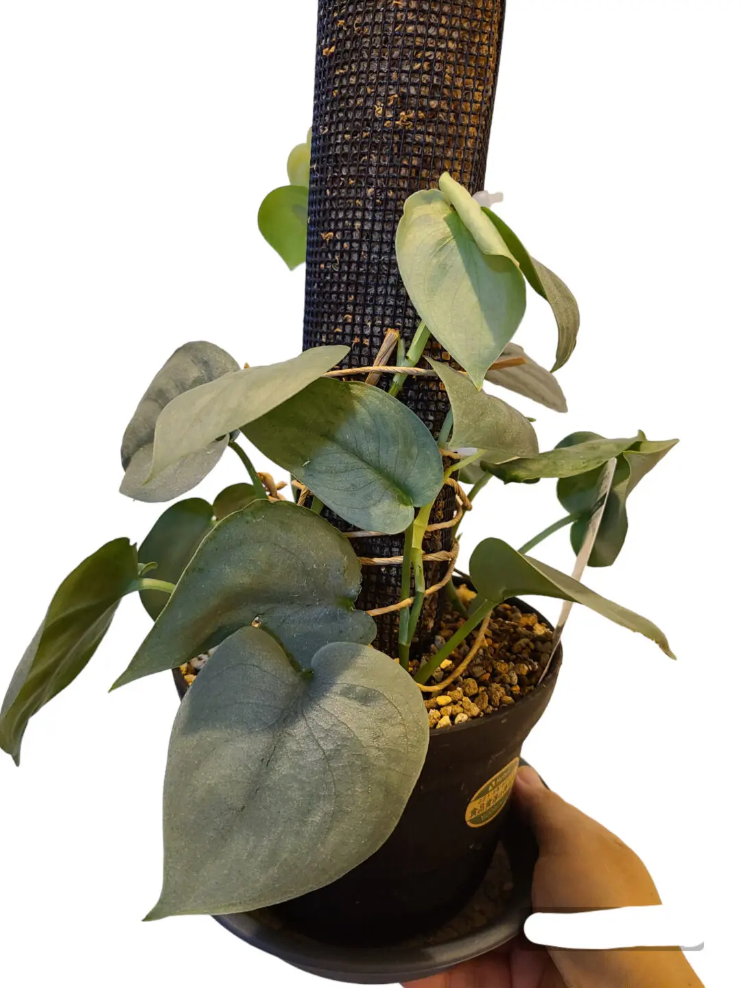 スキンダプサス　オルモストシルバー