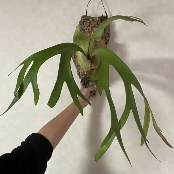 ビカクシダ ウィリンキー ワイルド ジャワ