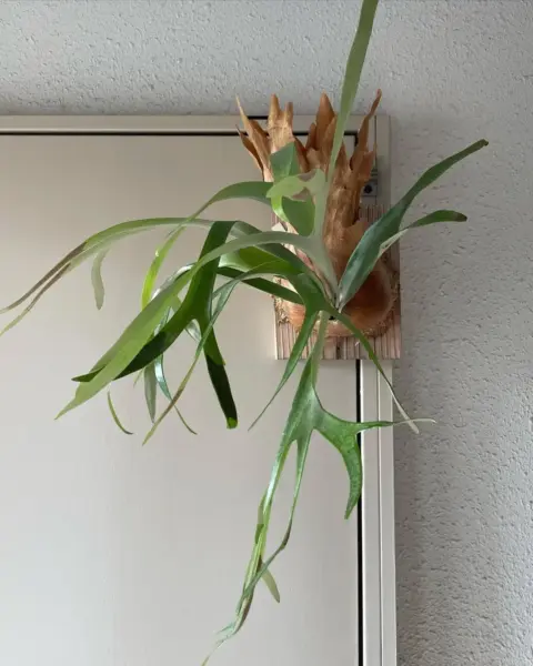 ビカクシダ　マガリ
