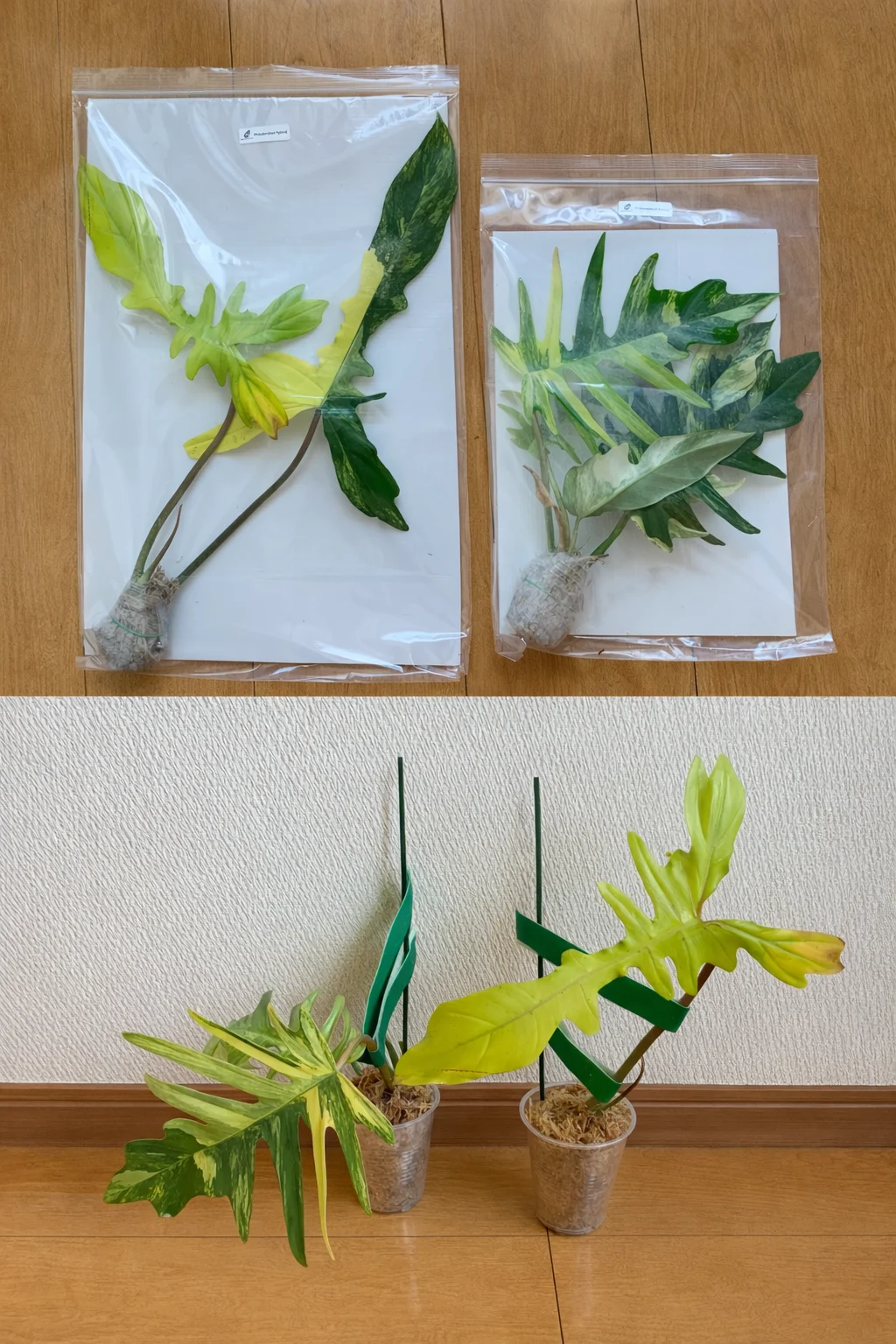 フィロデンドロン