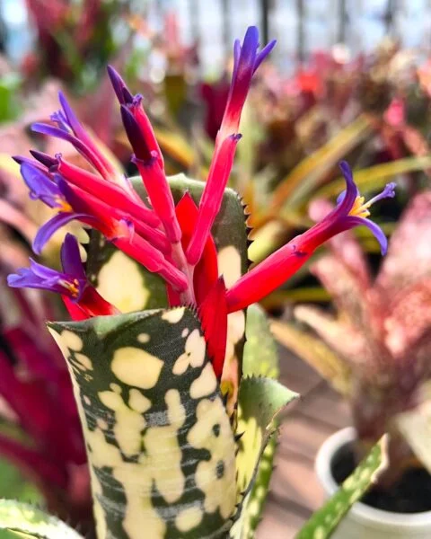ビルベルギア　ブラーミニー　花