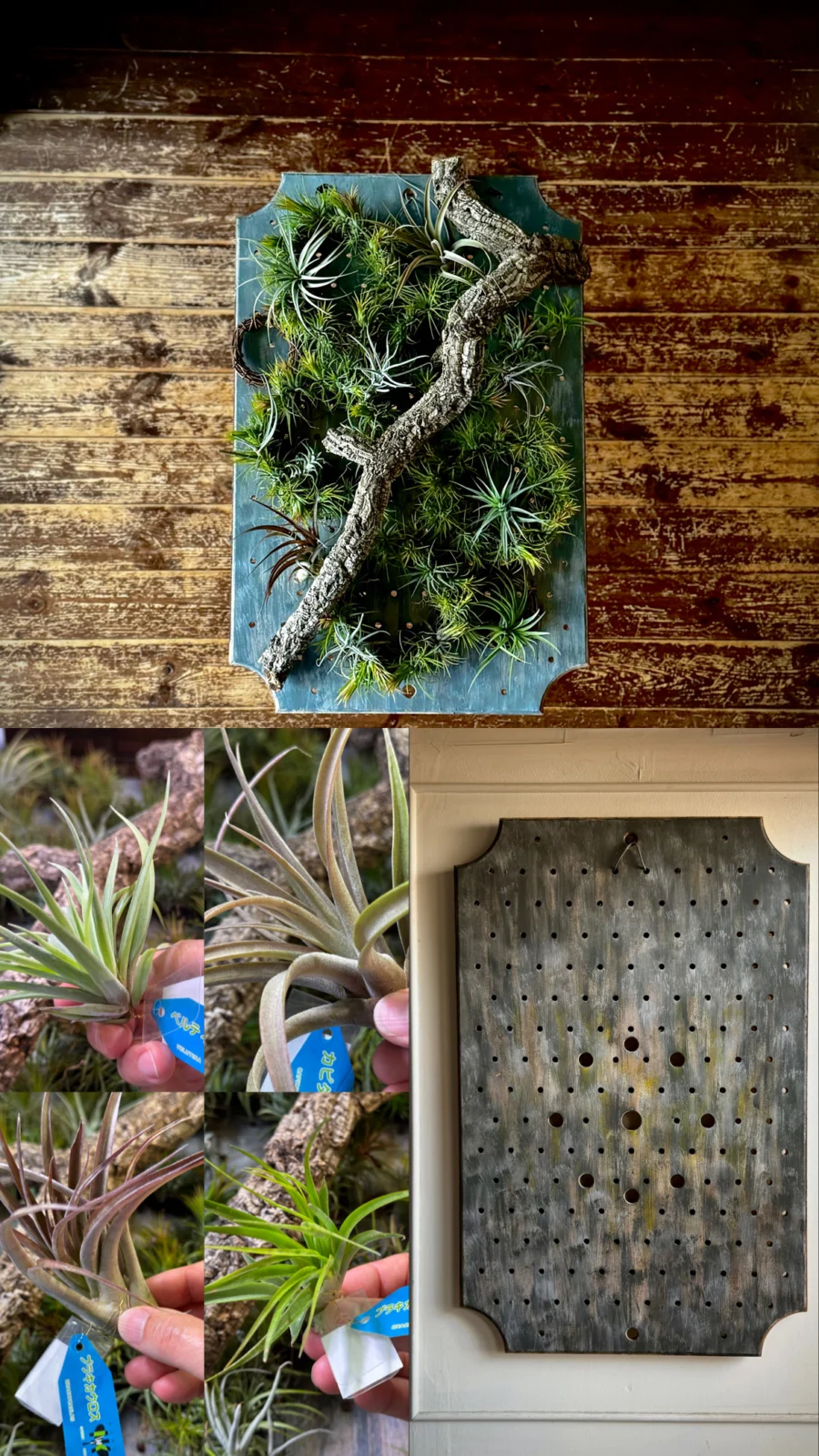 ティランジア 壁面緑化