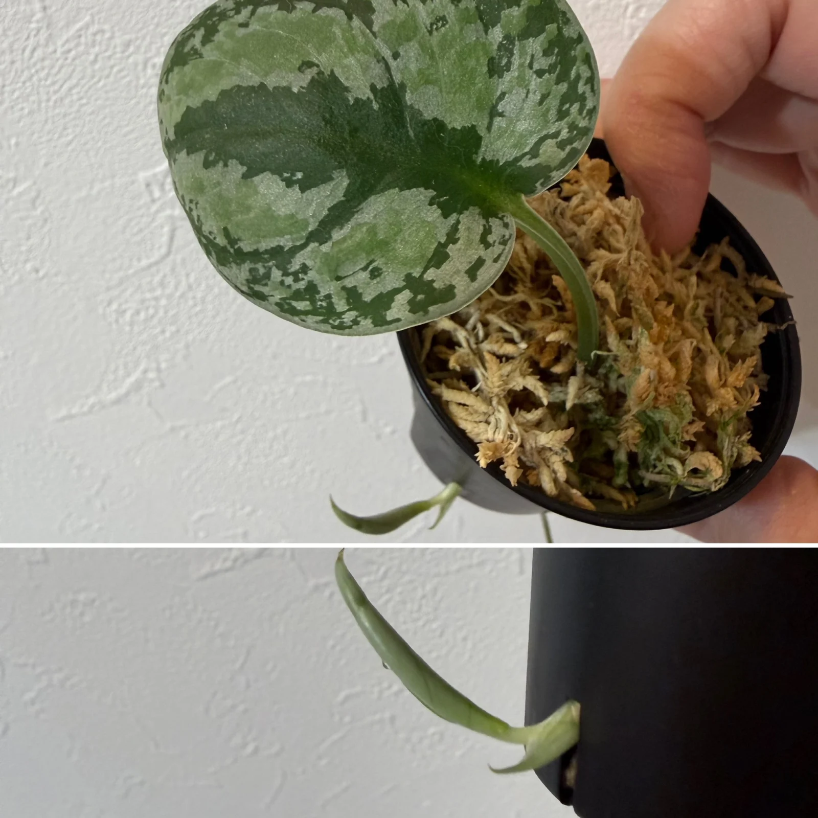 スキンダプサス　トリカラー