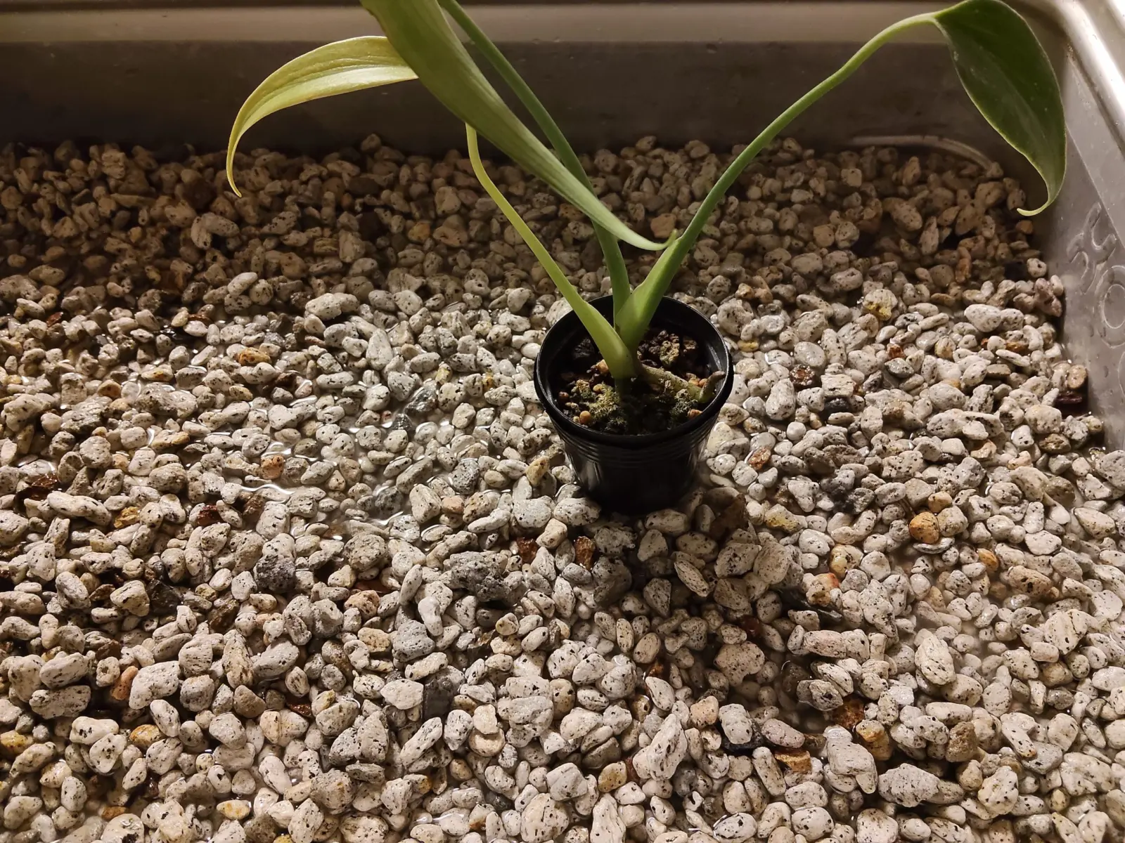 モンステラ　バールマルクスフレーム