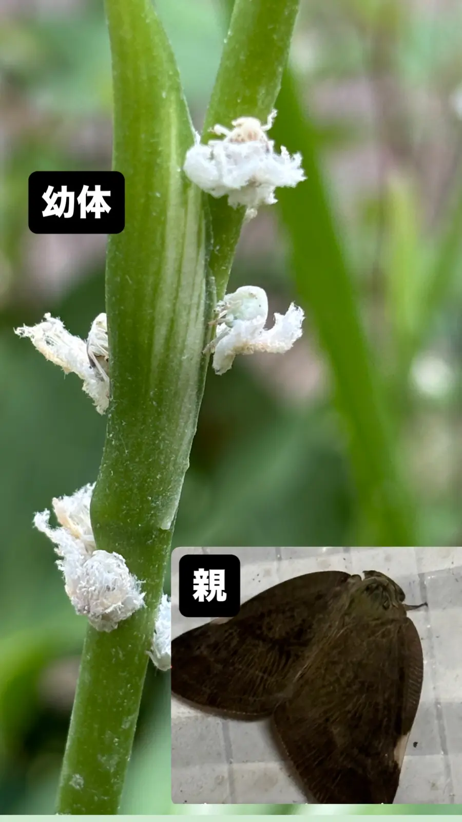 害虫　チュウゴクアミガサハゴロモ