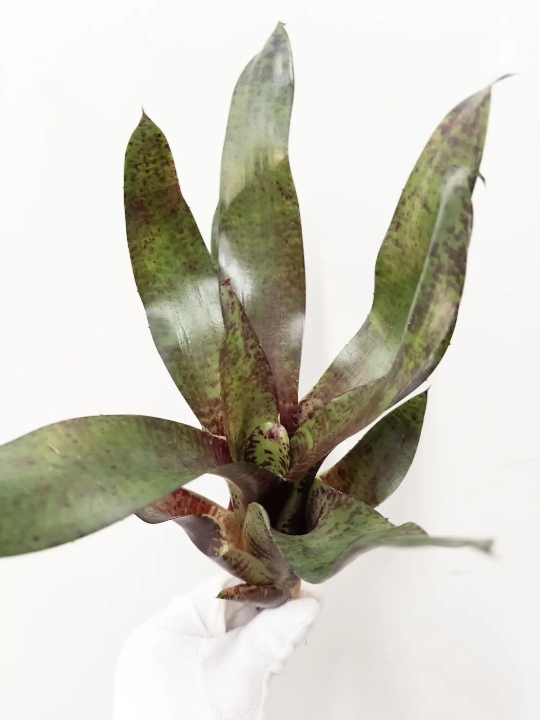 ネオレゲリア スムースオペレーター