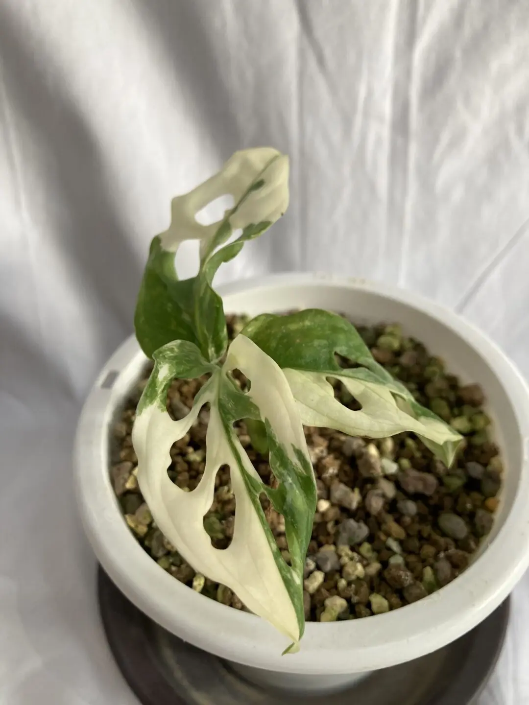 マドカズラ　斑入り