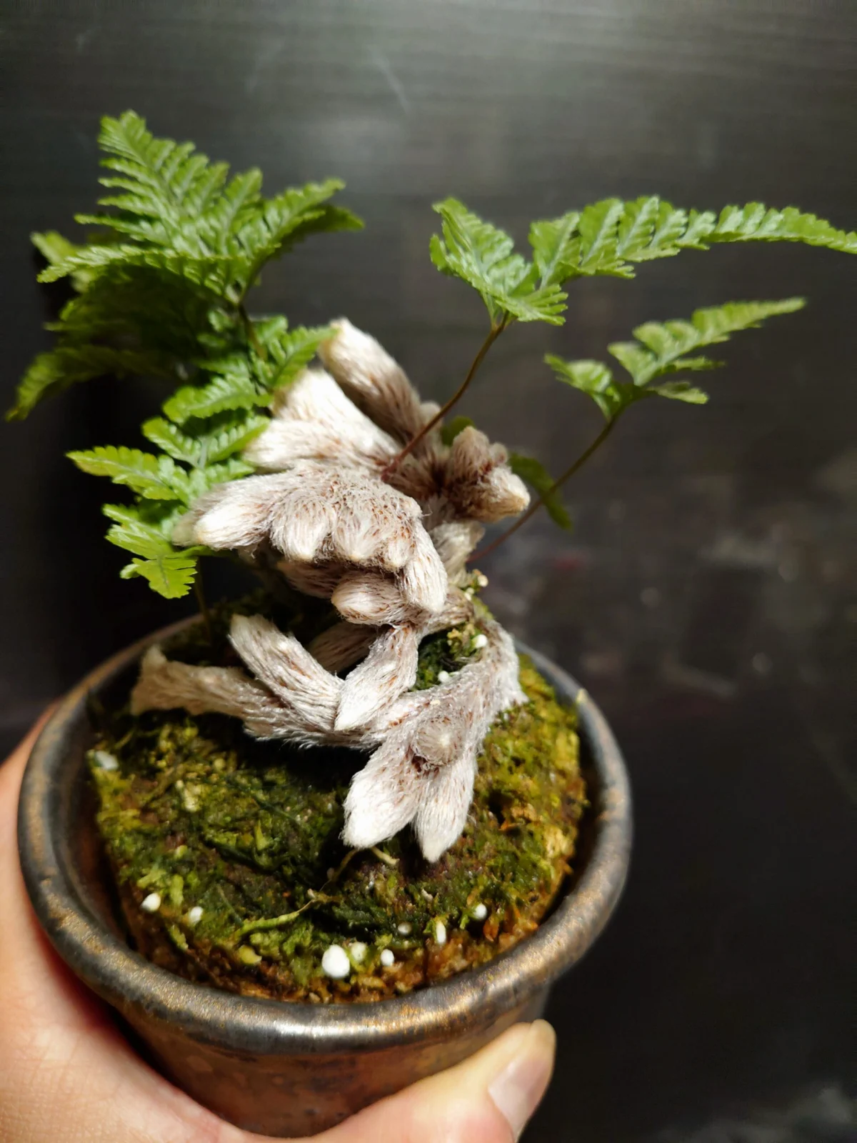 トキワシノブ　石化