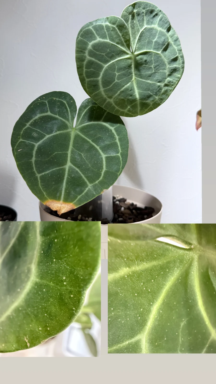 アンスリウム　クラリネルビウム　害虫