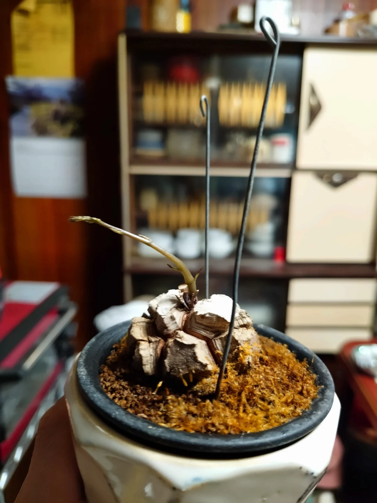 亀甲竜